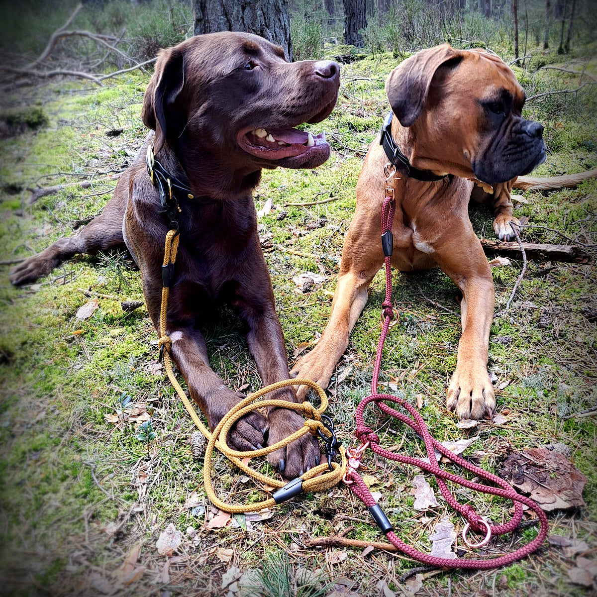 Hunde mit Leine Basic aus Tauseil