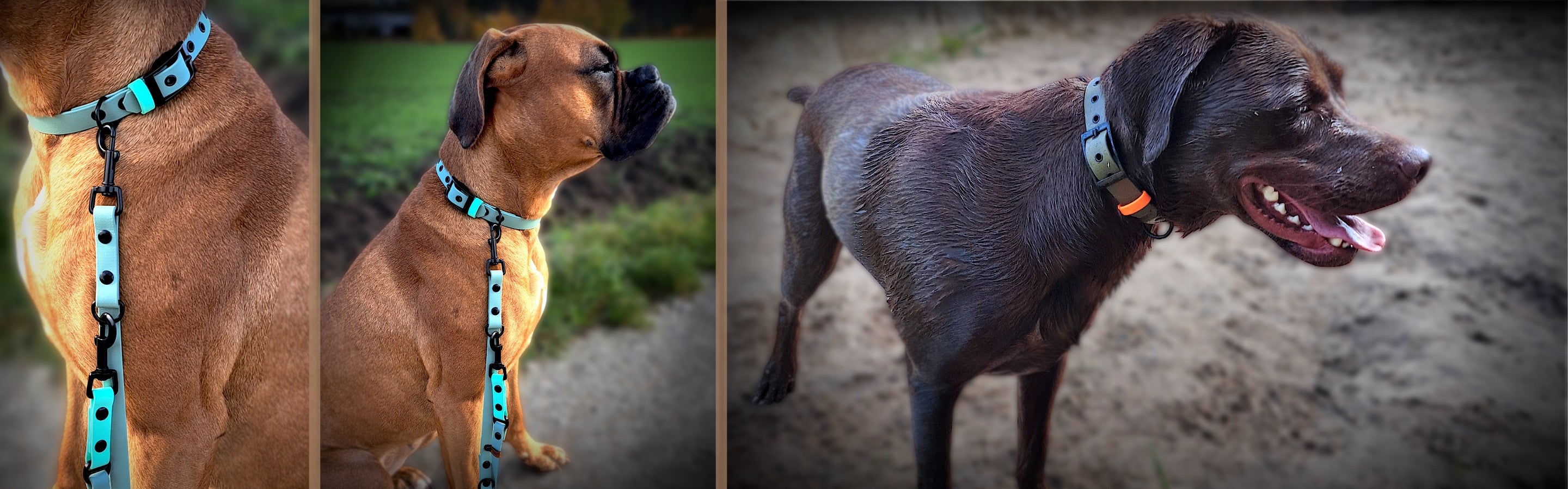 Biothane Leine und Halsband Sports-Kollektion an zwei Hunden