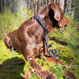 Sammy Labrador mit Tau Halsband und Leine Captain