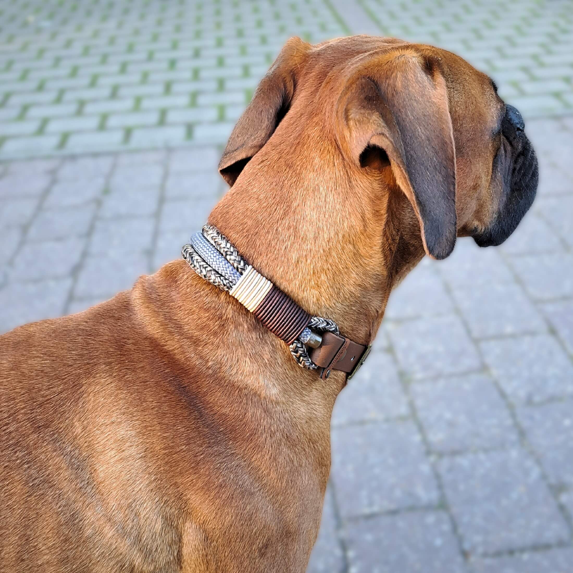 Tau Halsband mit Ledertakel in Braun Beige und Grau am Hund getragen