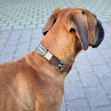 Tau Halsband mit Ledertakel in Braun Beige und Grau am Hund getragen