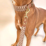 Darstellung der Hundeleine in braun und pearl-rose am Hund