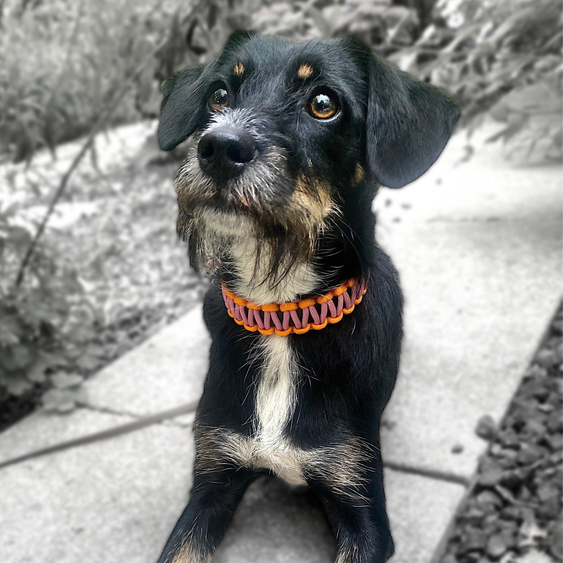 Jagdterrier mit Biothane Paracord Halsband
