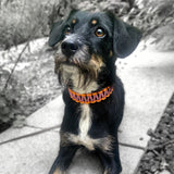 Jagdterrier mit Biothane Paracord Halsband