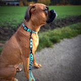 Hund mit Biothane Leine und Halsband