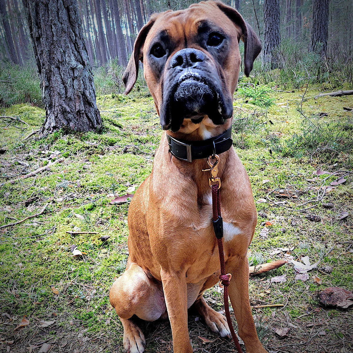 Luna deutscher Boxer mit Basic Tauleine
