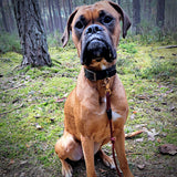 Luna deutscher Boxer mit Basic Tauleine