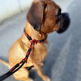 Luna mit rot-schwarzem Halsband und Leine