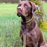Hundeleine mit Halsband aus Paracord am Hund getragen