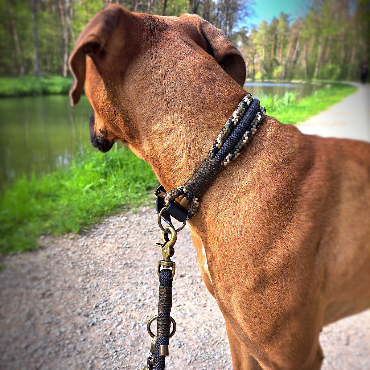 Halsband Triple Tauseil Camouflage an Hund