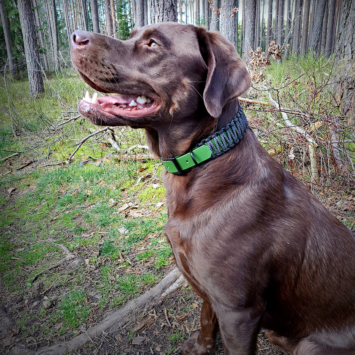 Halsband reflektiv an Hund