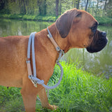 Hund Luna mit Retrieverleine Cement Grau