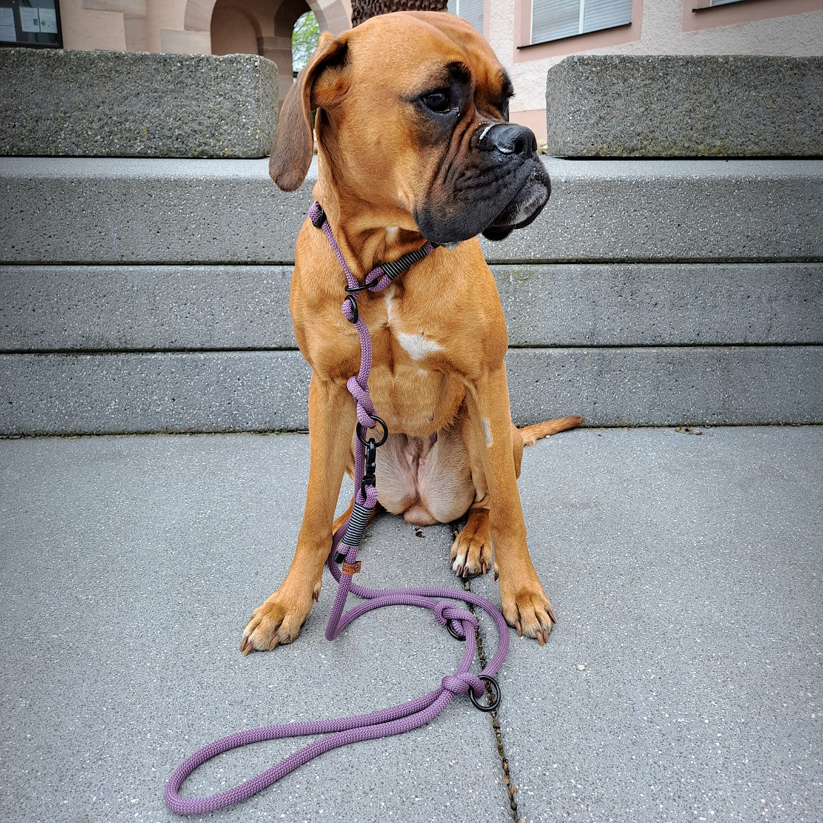 Hund mit Retrieverleine in Farbe Mauve