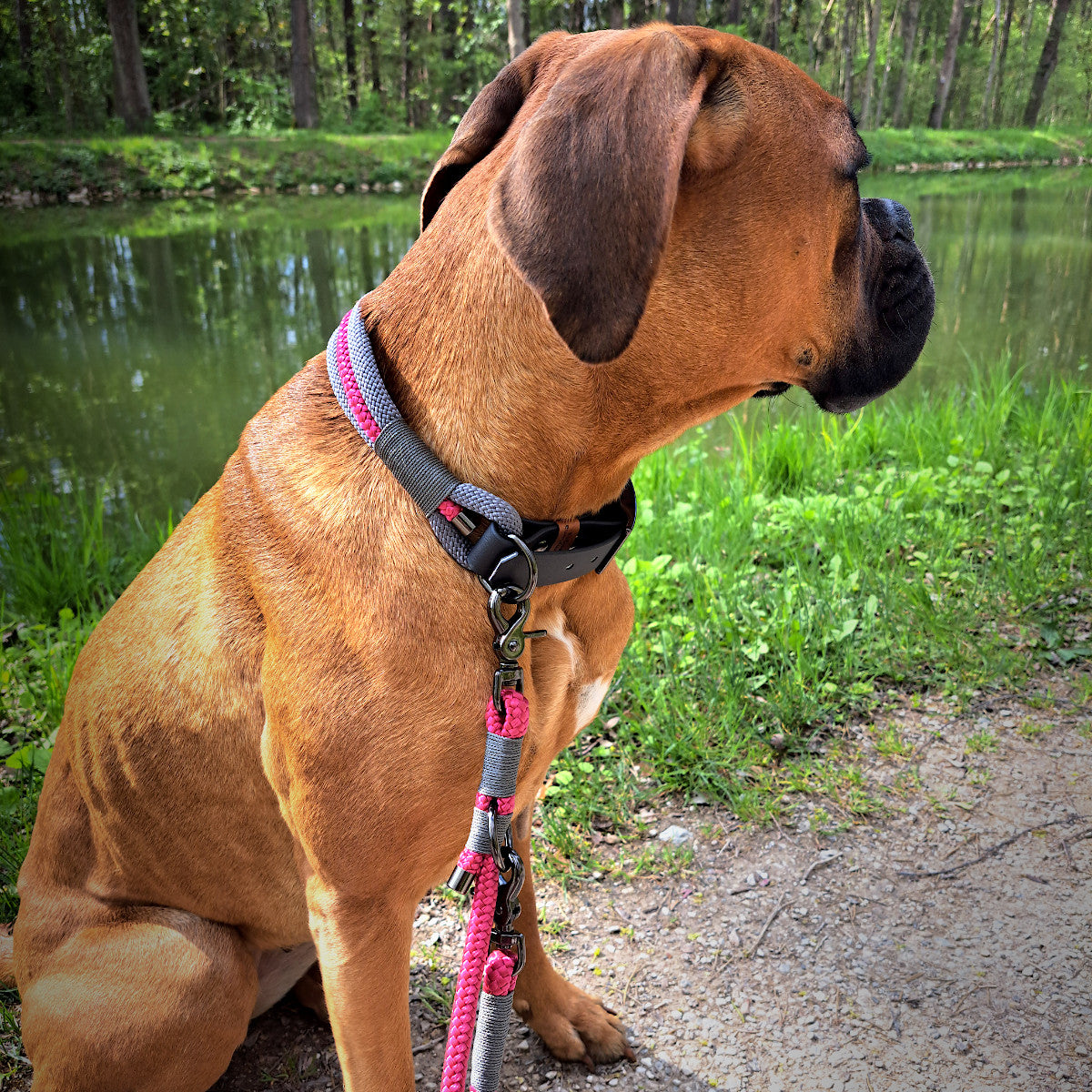 Hund mit Halsband und Leine in Rosa-Grau aus Tauseil