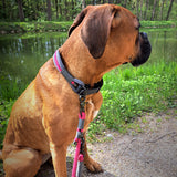 Hund mit Halsband und Leine in Rosa-Grau aus Tauseil
