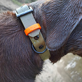 Labrador mit Biothane Halsband