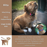 Kleiner Hund mit Biothane Sports Halsband von SammyLunaDesigns