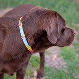 Brauner Labrador Hund trägt Zeckenhalsband in bunt