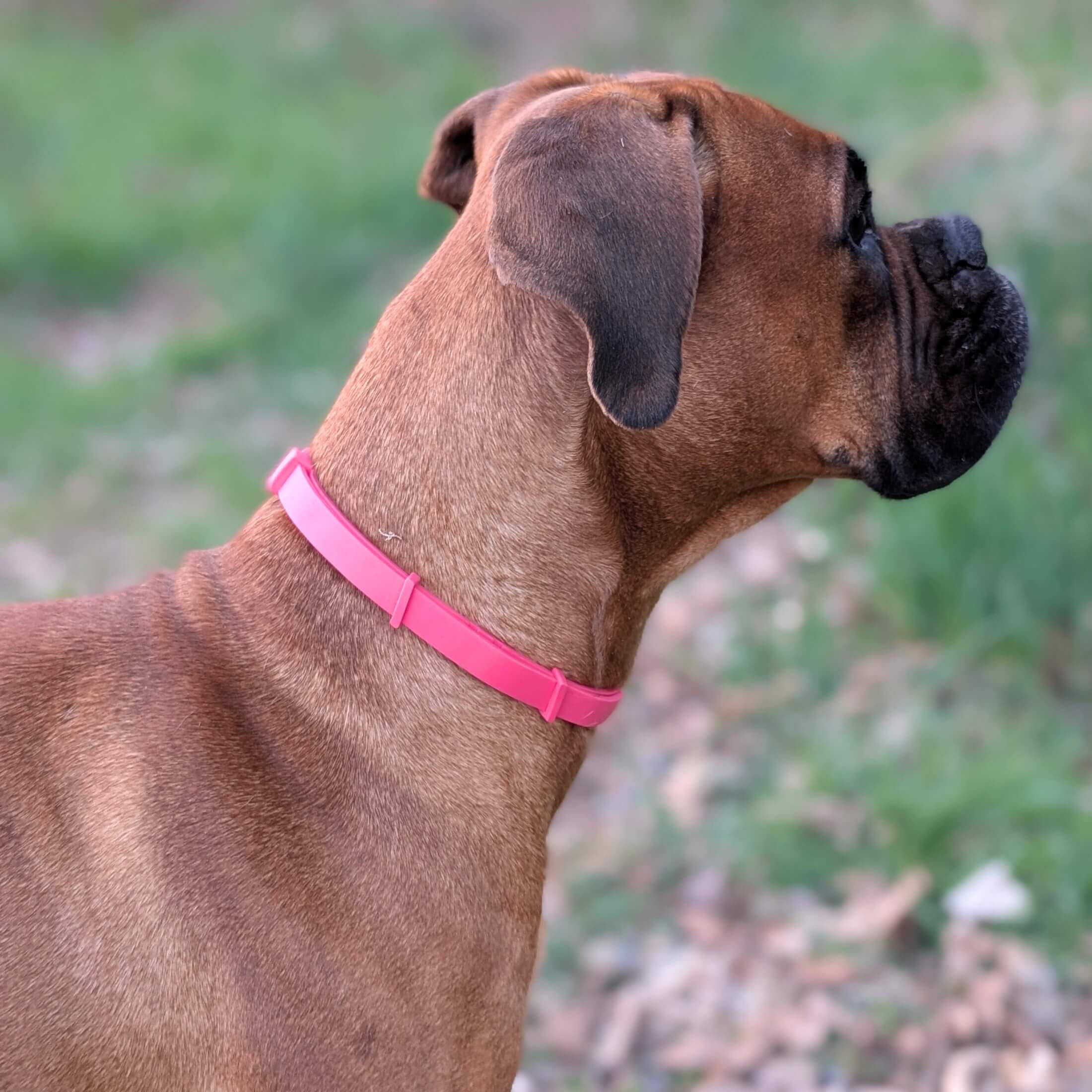 Hund trägt Zeckenhalsband in pink magenta-rot