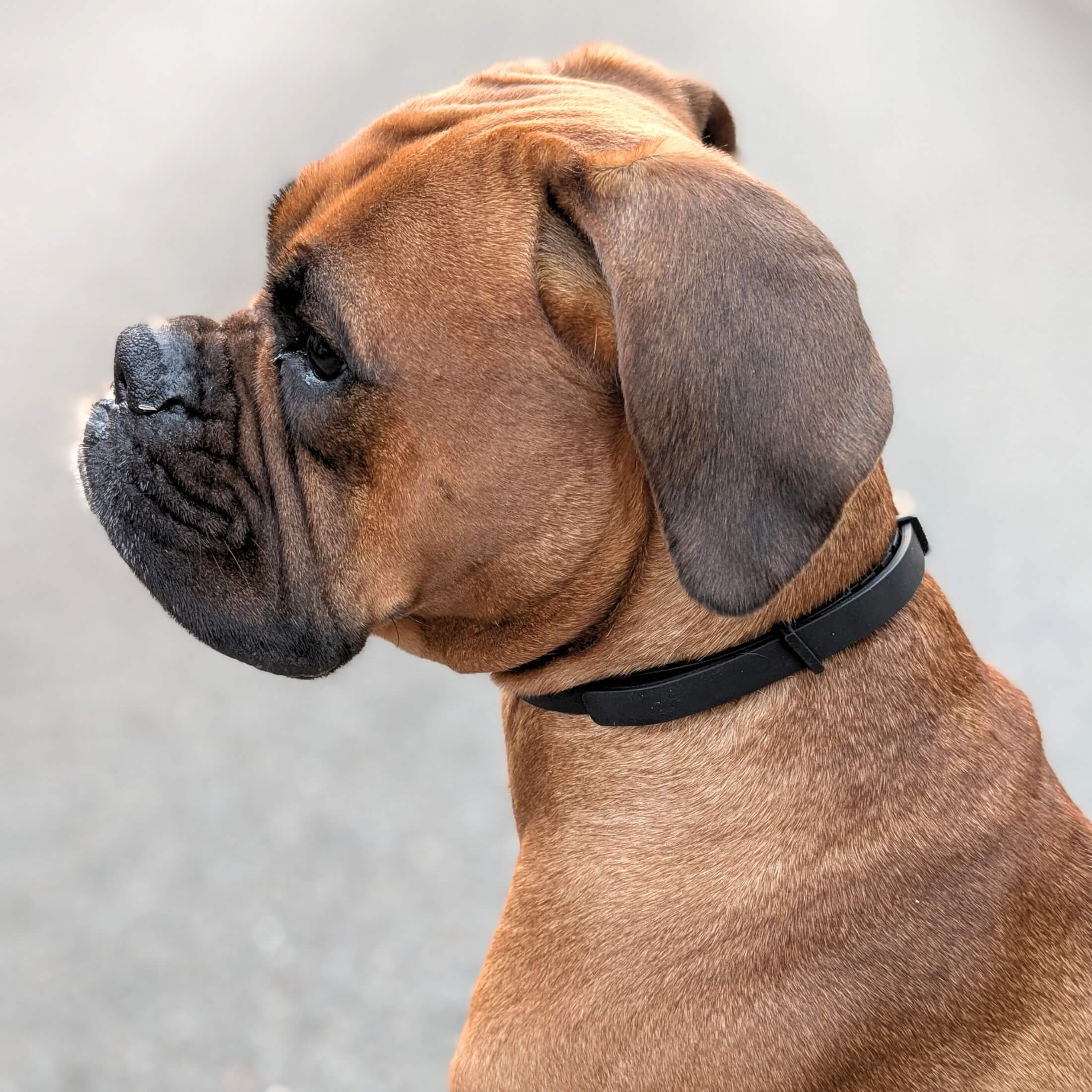 Hund trägt Zeckenhalsband in schwarz