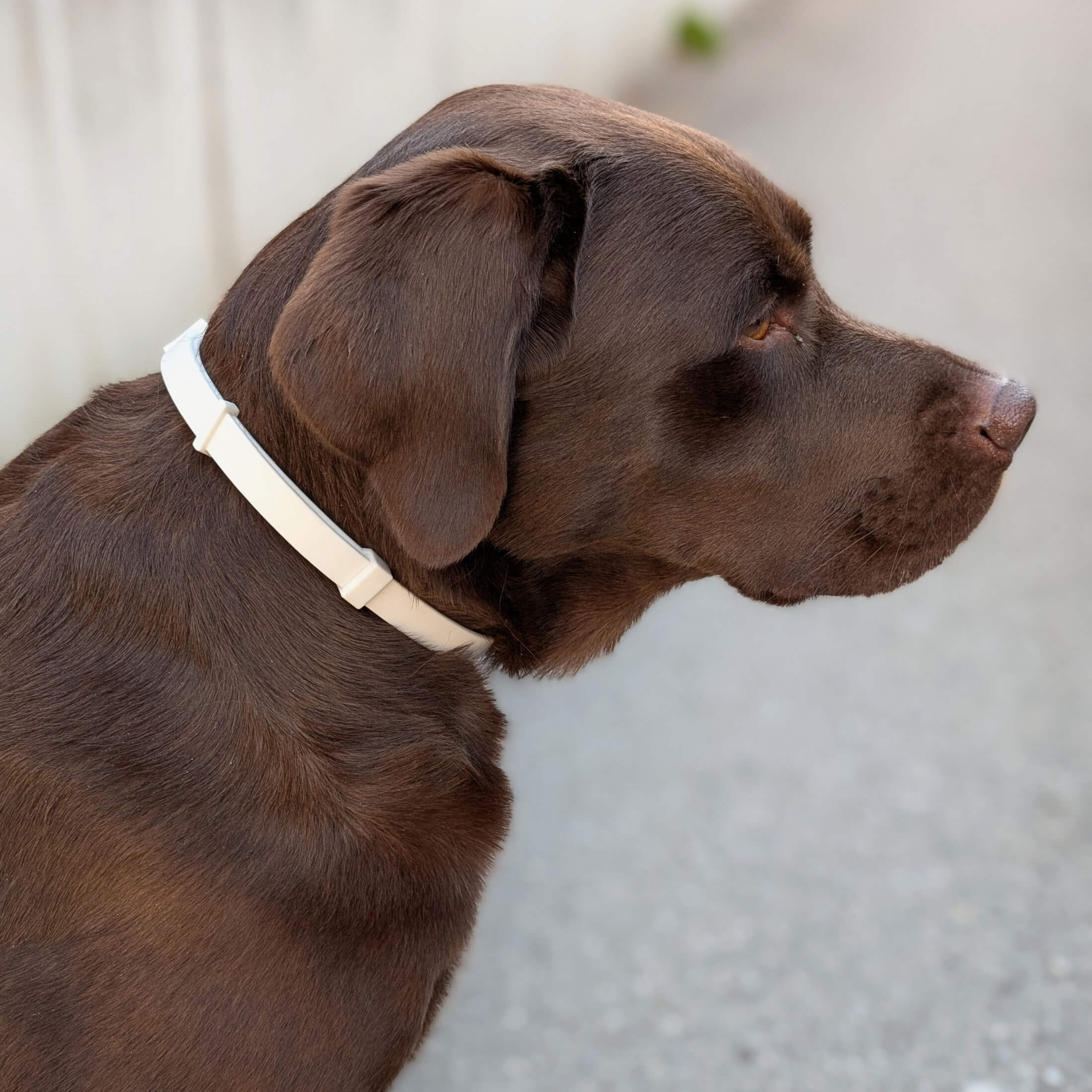 Labrador Hund trägt Zeckenhalsband in weiß