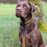 Halsband mit Paracordseilen an Labrador Hund