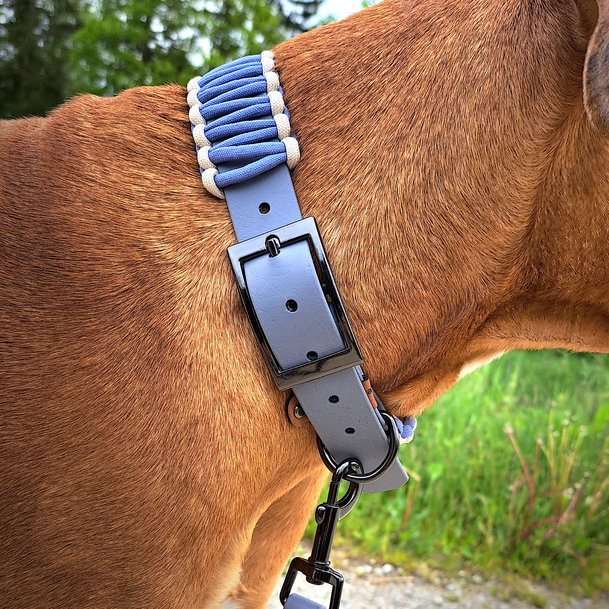 Biothane Paracord Halsband Pastell an Hund