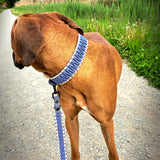 Biothane Paracord Halsband und Leine Pastell an Hund