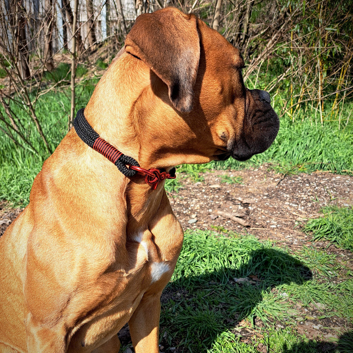 Halsband an Hund Tau Schwarz-Rot