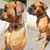 Hundehalsband in schwarz-beige-gold aus Paracord und BioThane am Hund getragen