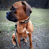 Hund mit Leinen-Halsband Set von SammyLunaDesigns BiothanexParacord