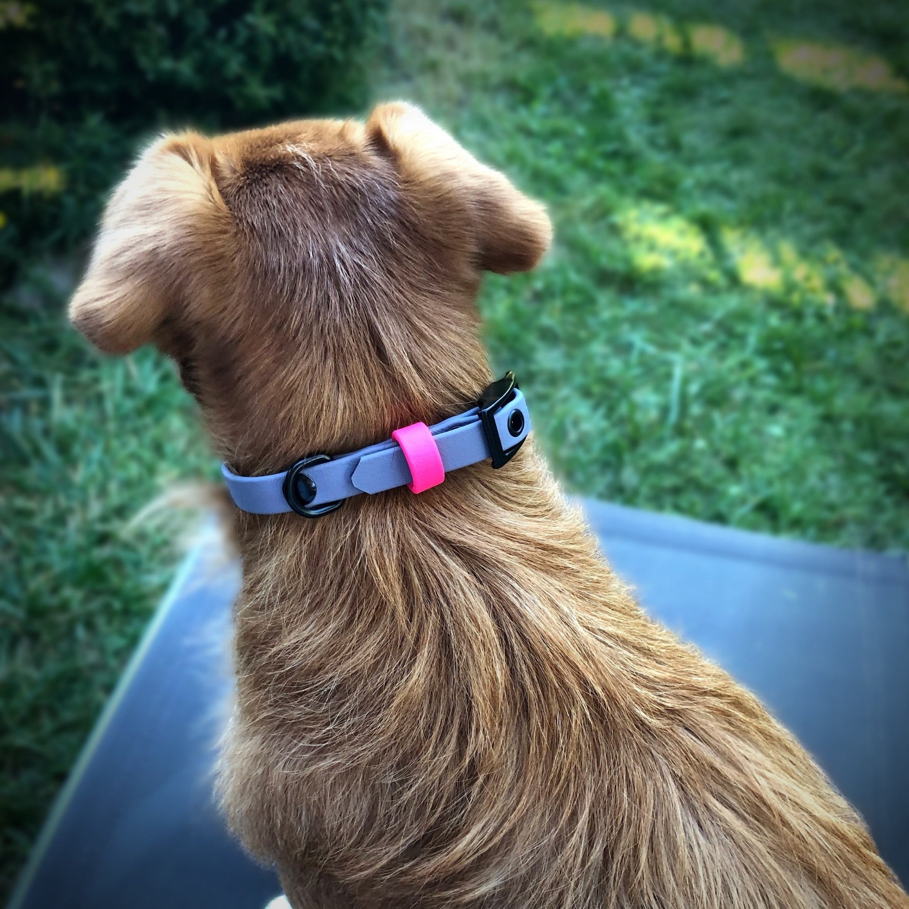 Kleiner Hund mit XXS Biothane Halsband