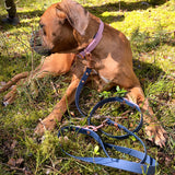 Luna Hund mit Leinen Halsband Set aus Gurtband