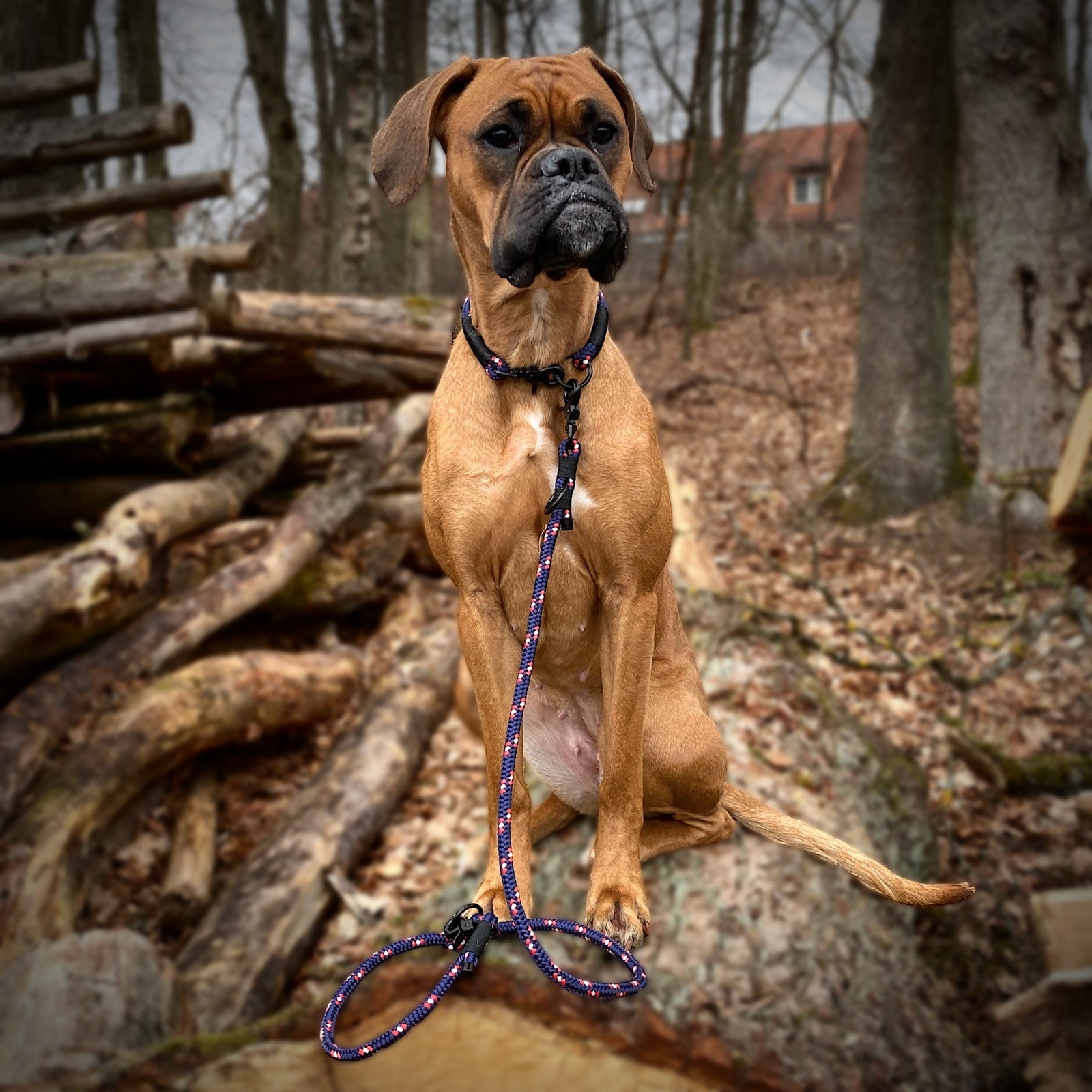 Luna Boxer Hund mit Tauseil Leine und Halsband