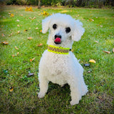 Pablo kleiner Hund mit Halsband von SammyLunaDesigns