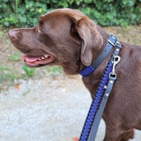 Schwarz-Blaue Hundeleine mit Paracord und BioThane am Hund getragen