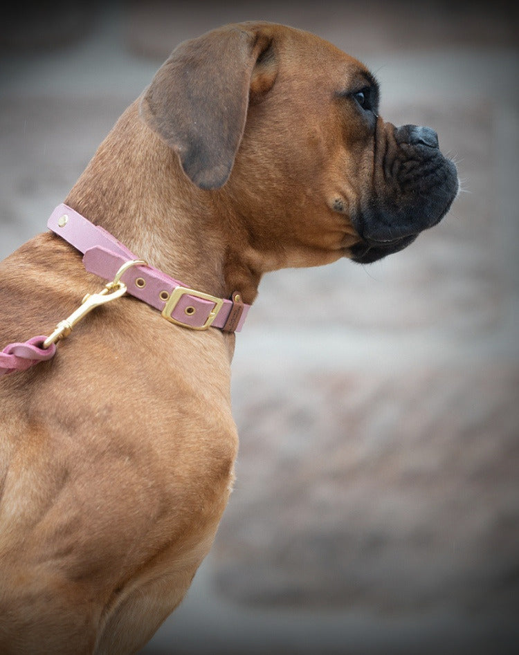 Hund mit Halsband von SammyLunaDesigns als Hero-Image