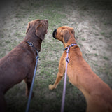 Labrador und Boxer Hund mit Retrieverleine