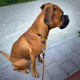Hund Luna mit Tauseil Leine und Halsband Karamell Blau